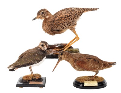 Lot 169 - Taxidermy: An African Di-Kop Stone Curlew,...