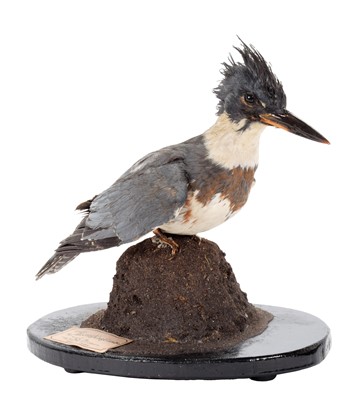 Lot 191 - Taxidermy: Belted Kingfisher (Megaceryle...