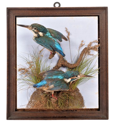 Lot 56 - Taxidermy: A Pair of European Kingfishers...