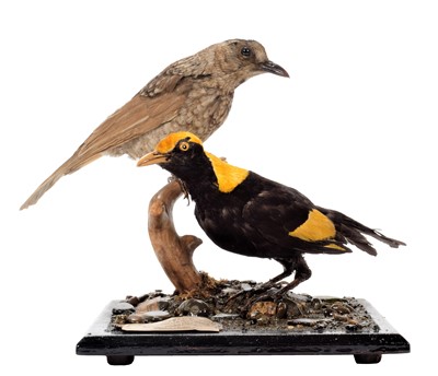 Lot 193 - Taxidermy: A Pair of Regent Bower Birds...