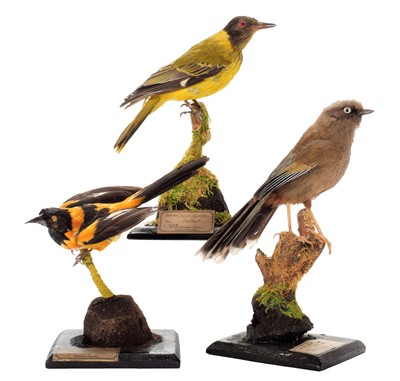 Lot 257 - Taxidermy: A Venezuelan Troupial, African...