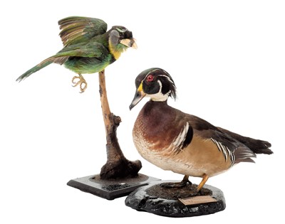 Lot 197 - Taxidermy: A Fire-Tufted Barbet & Carolina...