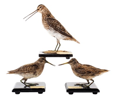 Lot 1487 - Taxidermy: A Pair of Jack Snipe & Common Snipe,...