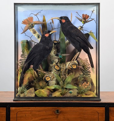 Lot 382 - Taxidermy: A Cased Pair of Extinct New Zealand...