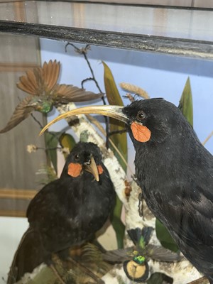 Lot 382 - Taxidermy: A Cased Pair of Extinct New Zealand...