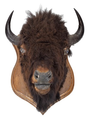 Lot 230 - Taxidermy: North American Bison (Bos bison...