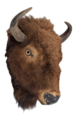 Lot 299 - Taxidermy: North American Bison (Bos bison...