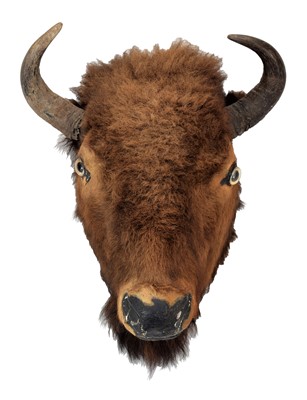 Lot 2111 - Taxidermy: North American Bison (Bos bison...