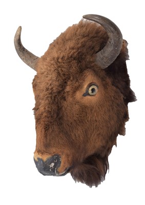 Lot 2111 - Taxidermy: North American Bison (Bos bison...