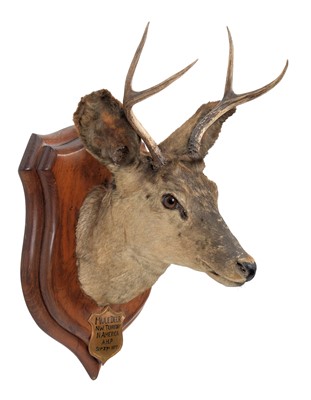 Lot 301 - Taxidermy: North American Mule Deer...