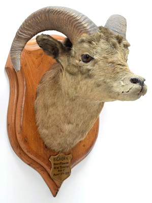 Lot 226 - Taxidermy: Big Horn Sheep (Ovis canadensis),...