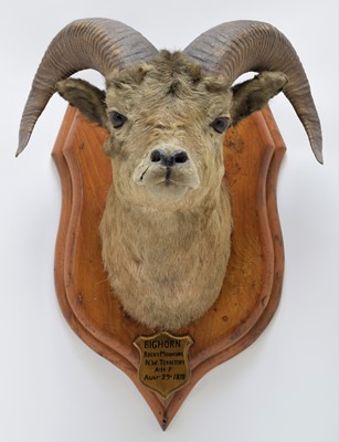 Lot 226 - Taxidermy: Big Horn Sheep (Ovis canadensis),...