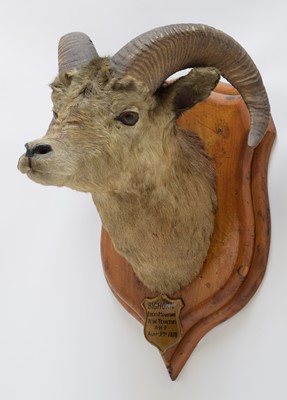 Lot 226 - Taxidermy: Big Horn Sheep (Ovis canadensis),...