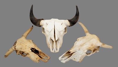 Lot 242 - Skulls/Anatomy: A North American Bison Skull &...