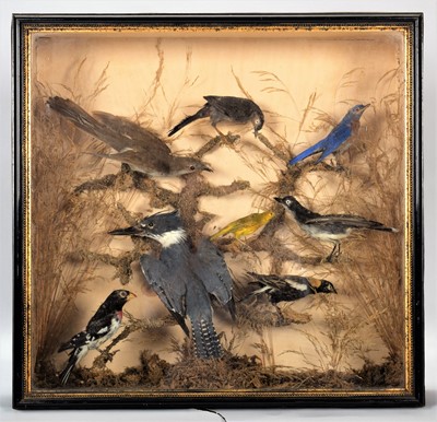 Lot 200 - Taxidermy: A Case of North American Birds,...