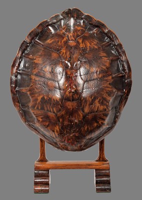 Lot 2221 - Natural History: A Green Turtle Shell...