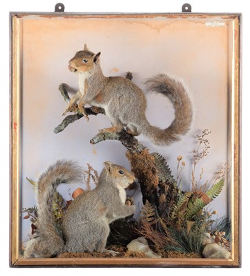 Lot 259 - Taxidermy: A Cased Pair of Grey Squirrels...