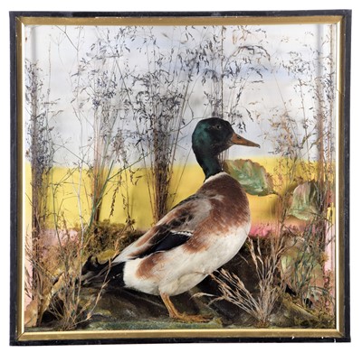 Lot 1289 - Taxidermy: A Cased Mallard Duck (Anas...