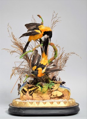 Lot 231 - Taxidermy: A Pair of Campo Troupial's (Icterus...