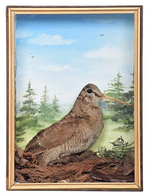 Lot 1156 - Taxidermy: A Cased Woodcock (Scolopax...