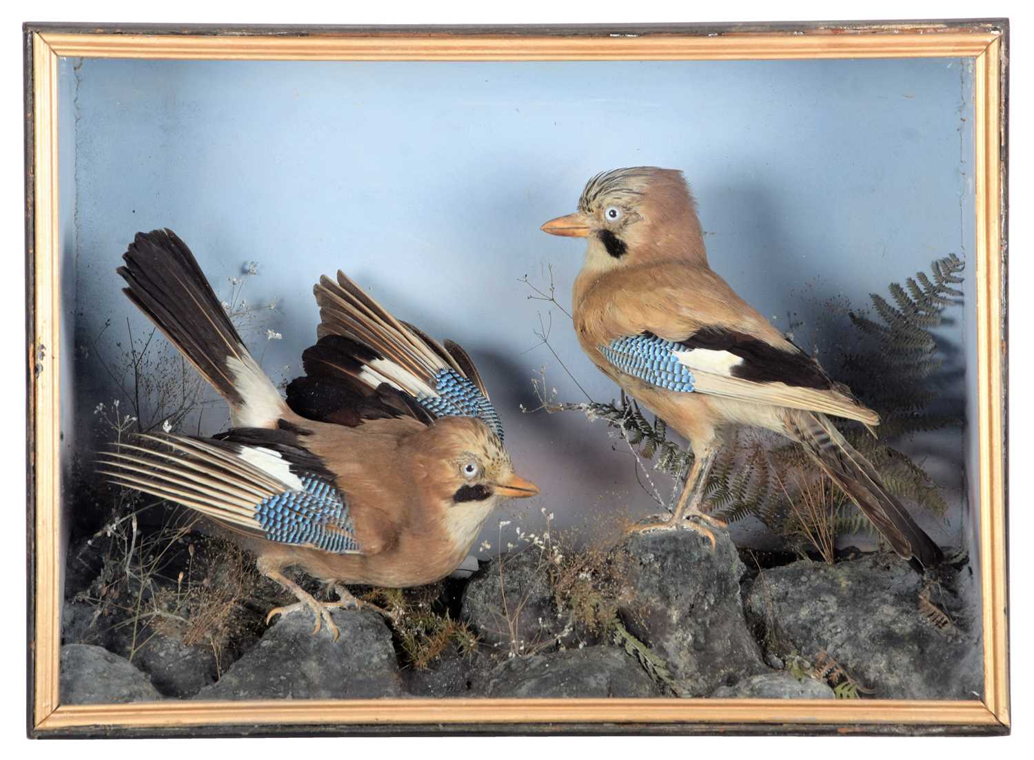 Lot 87 - Taxidermy: A Cased Pair of European Jays...