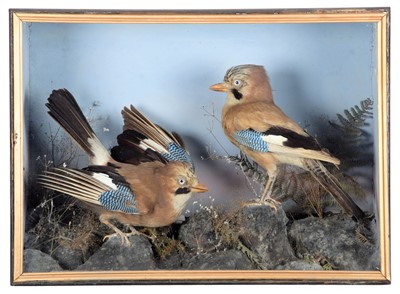 Lot 87 - Taxidermy: A Cased Pair of European Jays...