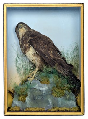 Lot 172 - Taxidermy: A Cased European Buzzard (Buteo...