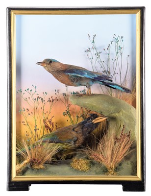 Lot 65 - Taxidermy: A Cased Indian Roller & Great...