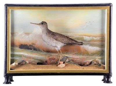 Lot 304 - Taxidermy: A Cased Redshank (Tringa totanus),...