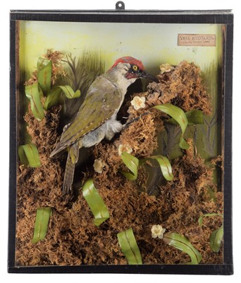 Lot 227 - Taxidermy: A Wall Cased Green Woodpecker...