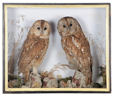Lot 229 - Taxidermy: A Late Victorian Cased Pair of...