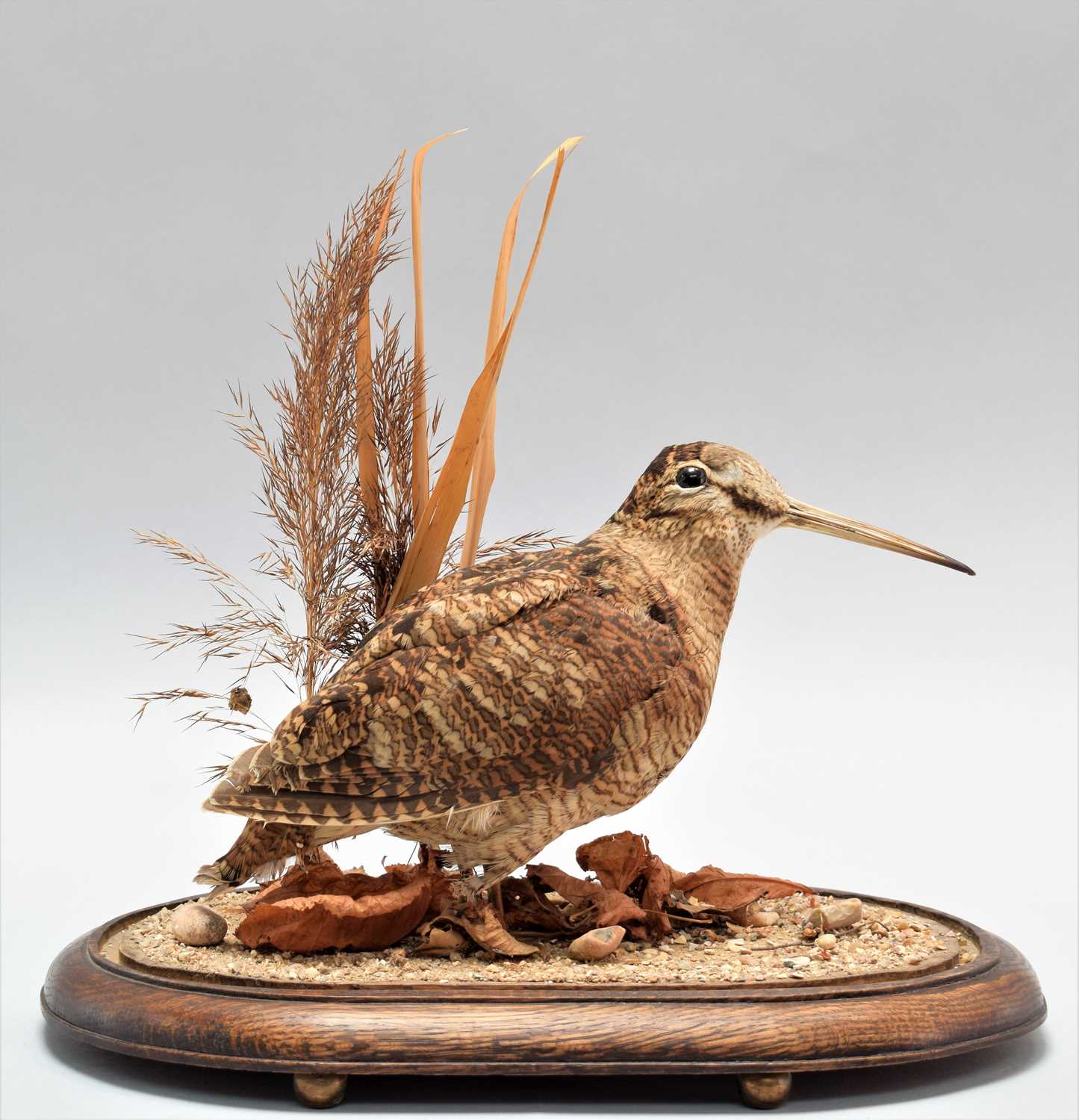 Lot 232 - Taxidermy: European Woodcock (Scolopax...