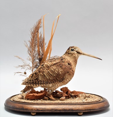 Lot 232 - Taxidermy: European Woodcock (Scolopax...