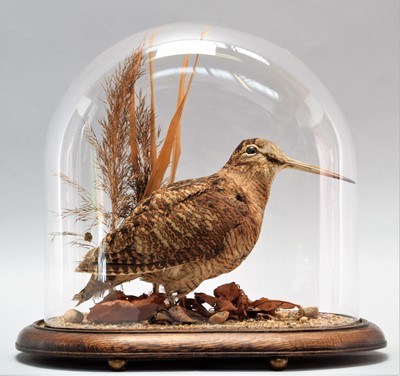 Lot 232 - Taxidermy: European Woodcock (Scolopax...