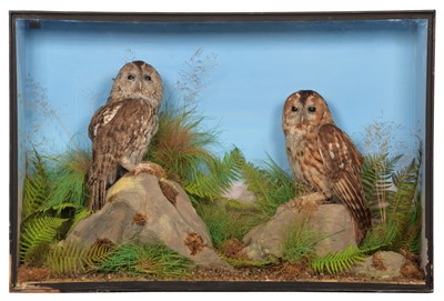 Lot 2140 - Taxidermy: A Cased Pair of Tawny Owls (Strix...