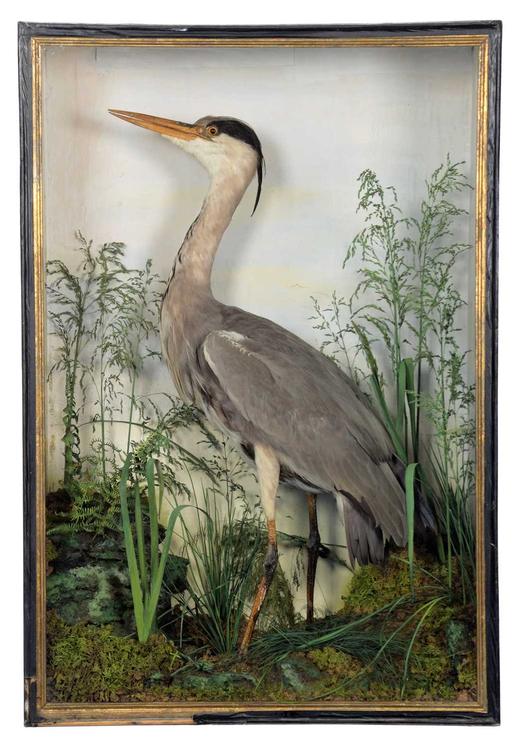Lot 196 - Taxidermy: A Late Victorian Cased Grey Heron...