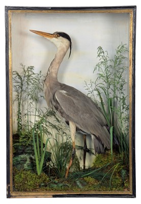 Lot 196 - Taxidermy: A Late Victorian Cased Grey Heron...