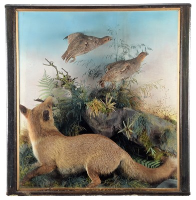 Lot 267 - Taxidermy: A Large Cased Red Fox & Grey...