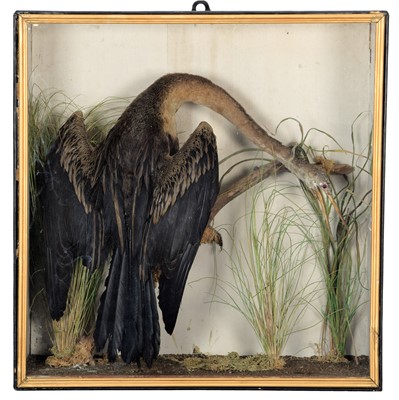 Lot 277 - Taxidermy: A Late Victorian Cased Indian...