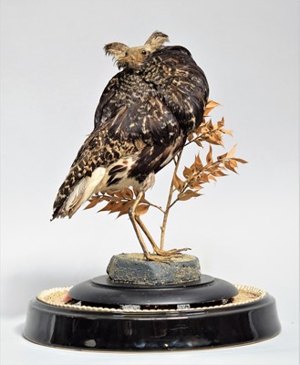 Lot 1167 - Taxidermy: A Late Victorian Ruff (Calidris...