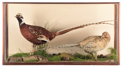 Lot 234 - Taxidermy: A Cased Pair of Ring-necked...