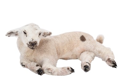 Lot 101 - Taxidermy: Domestic Lamb (Ovis aries), modern,...