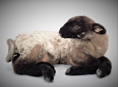 Lot 202 - Taxidermy: Domestic Lamb (Ovis aries), modern,...