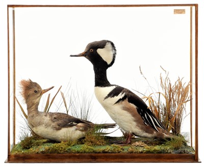 Lot 2142 - Taxidermy: A Cased Pair of Hooded Mergansers...