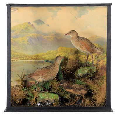Lot 275 - Taxidermy: A Family Group of Corncrakes (Crex...