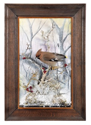 Lot 246 - Taxidermy: A Wall Cased Bohemian Waxwing...