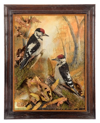 Lot 102 - Taxidermy: A Wall Cased Pair of Great Spotted...