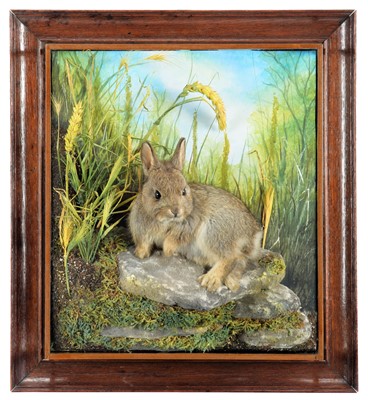 Lot 248 - Taxidermy: A Wall Cased Baby Rabbit...