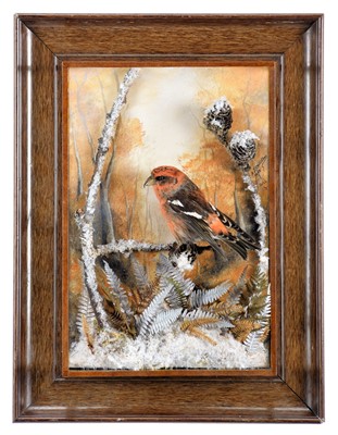 Lot 250 - Taxidermy: A Wall Cased Two-Barred Crossbill...