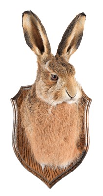 Lot 251 - Taxidermy: A Hare Head Mount (Lepus timidus),...